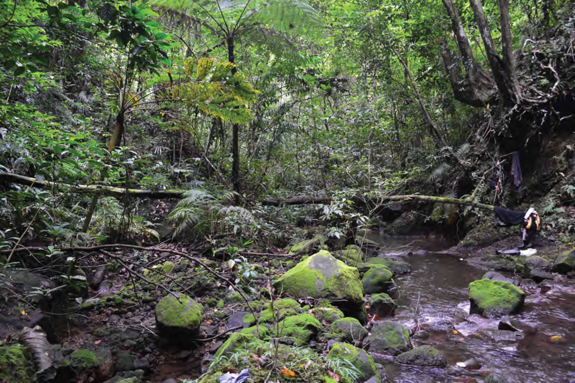 Philippine Forest Plundered